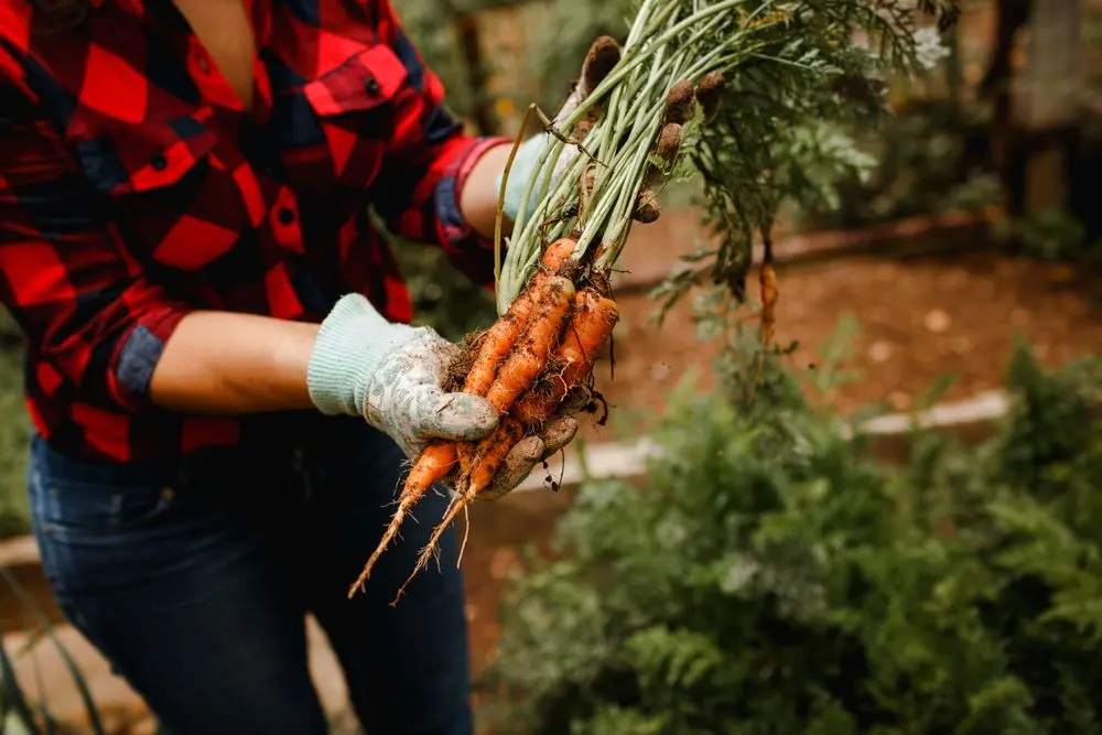 Mains gantées arrachant une botte de carottes au potager