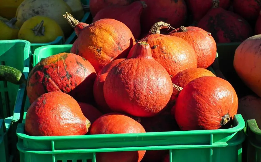 Potimarron