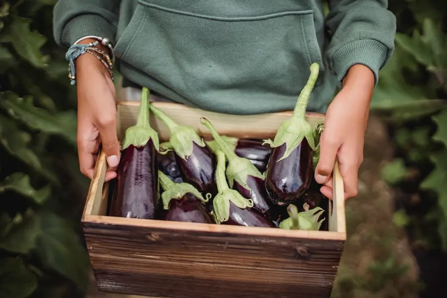 Mains tenant une cagette d’aubergines dans un champ