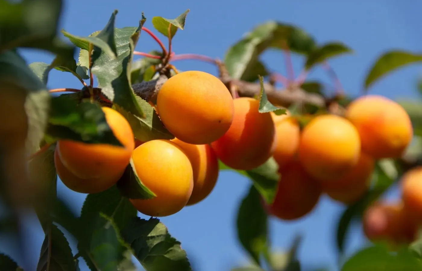 Saison des abricots ⁠: quand et où les acheter frais