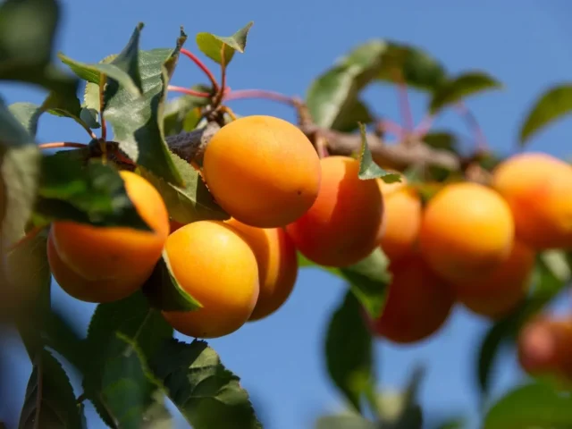 Saison des abricots ⁠: quand et où les acheter frais