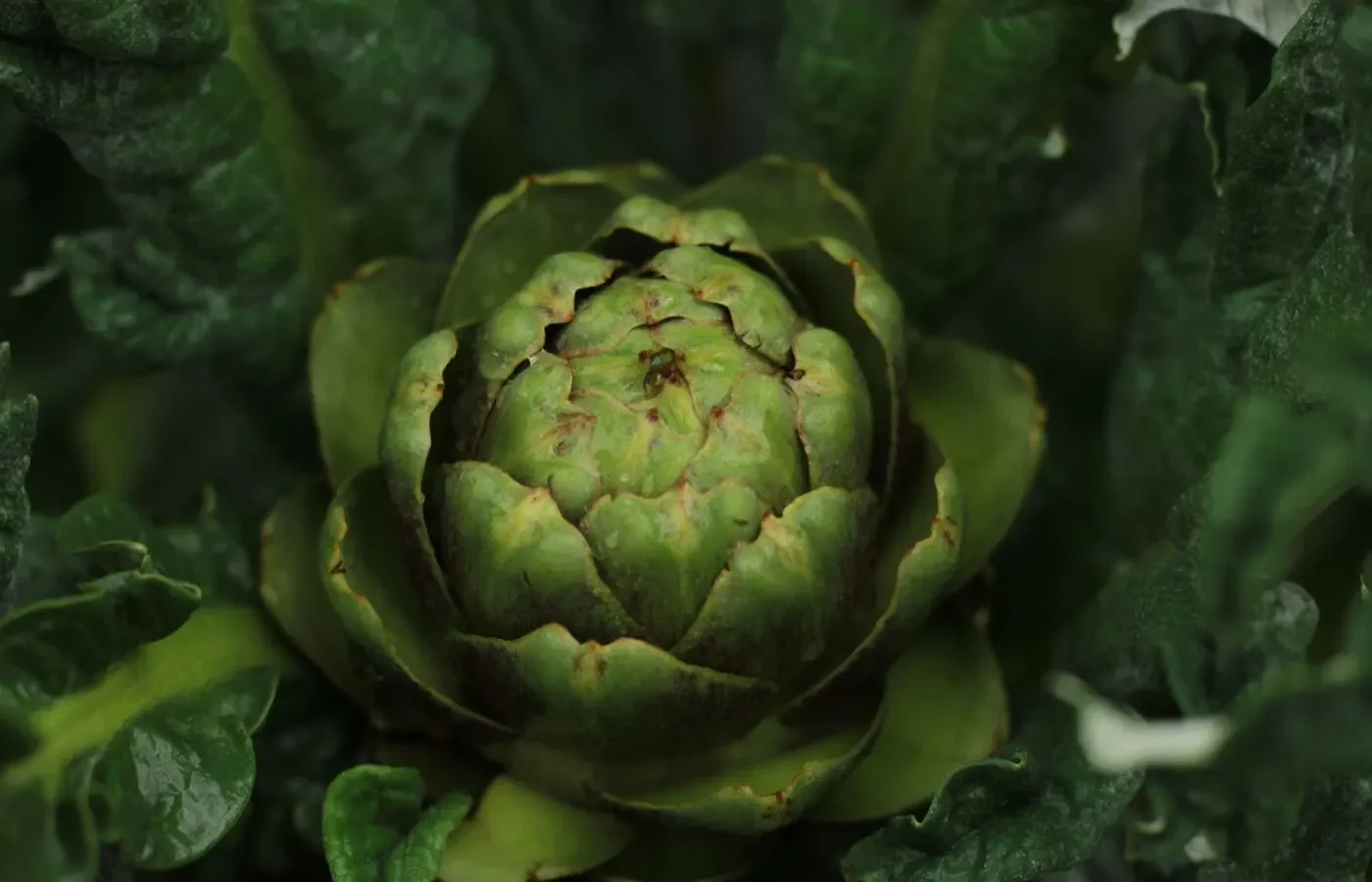 Saison de l’artichaut français ⁠: printemps et automne