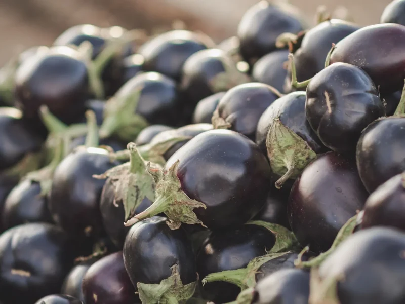 Saison des aubergines en France ⁠: mai à septembre