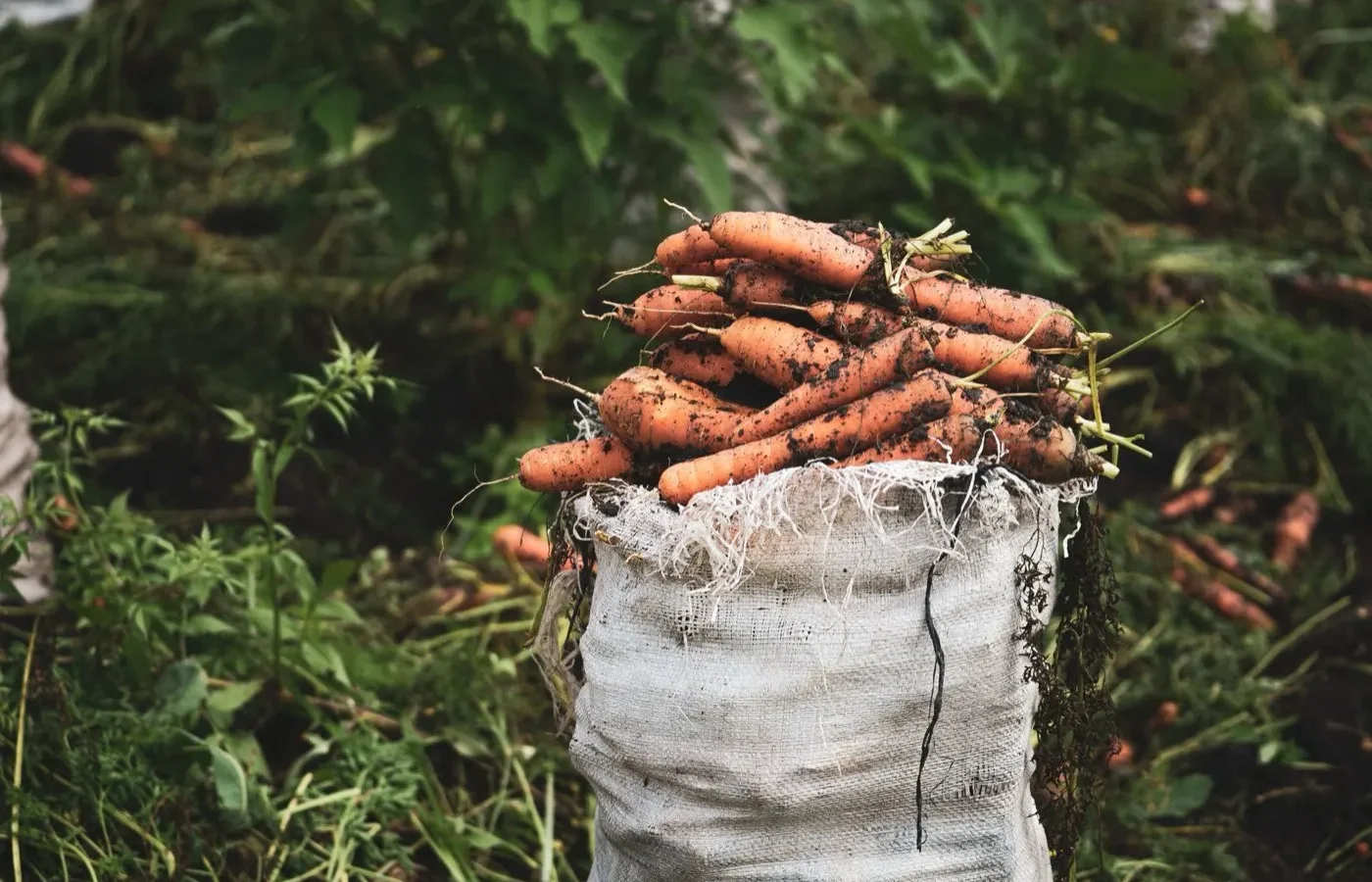Saison des carottes ⁠: quand et comment acheter