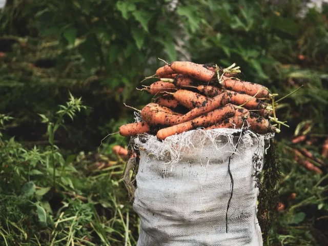 Saison des carottes ⁠: quand et comment acheter