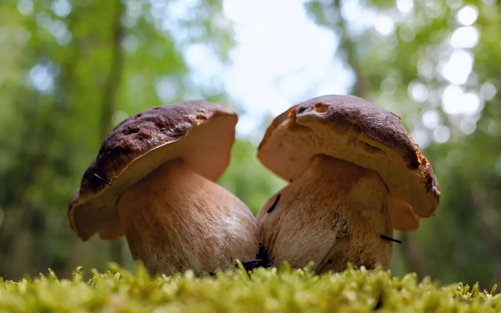 Cèpes 2026 ⁠: calendrier de la saison de septembre à octobre