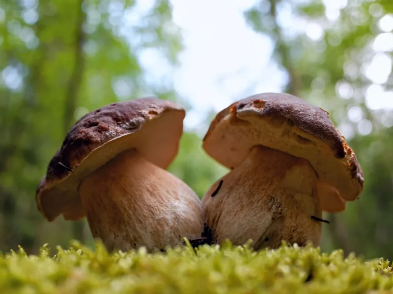 Cèpes 2026 ⁠: calendrier de la saison de septembre à octobre