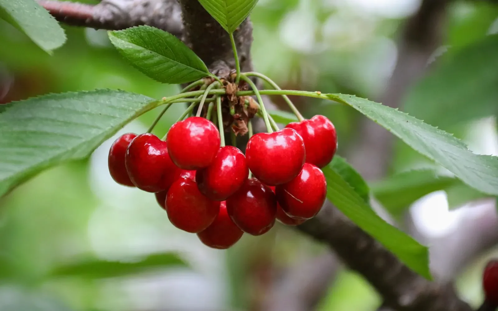 Quand déguster les cerises ⁠: saison en France de mai à août
