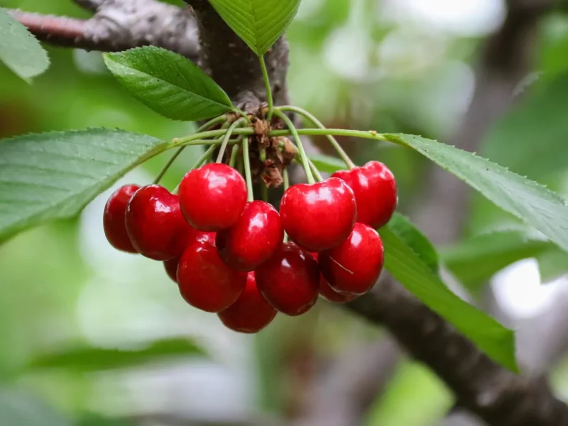 Quand déguster les cerises ⁠: saison en France de mai à août