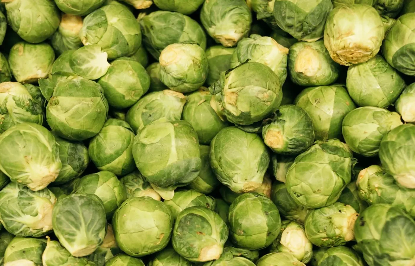 Saison des choux de Bruxelles ⁠: meilleur de novembre à décembre
