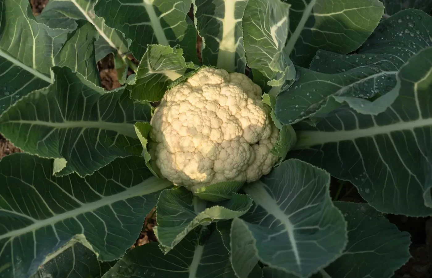 Saison du chou-fleur ⁠: de mai à octobre chez les producteurs