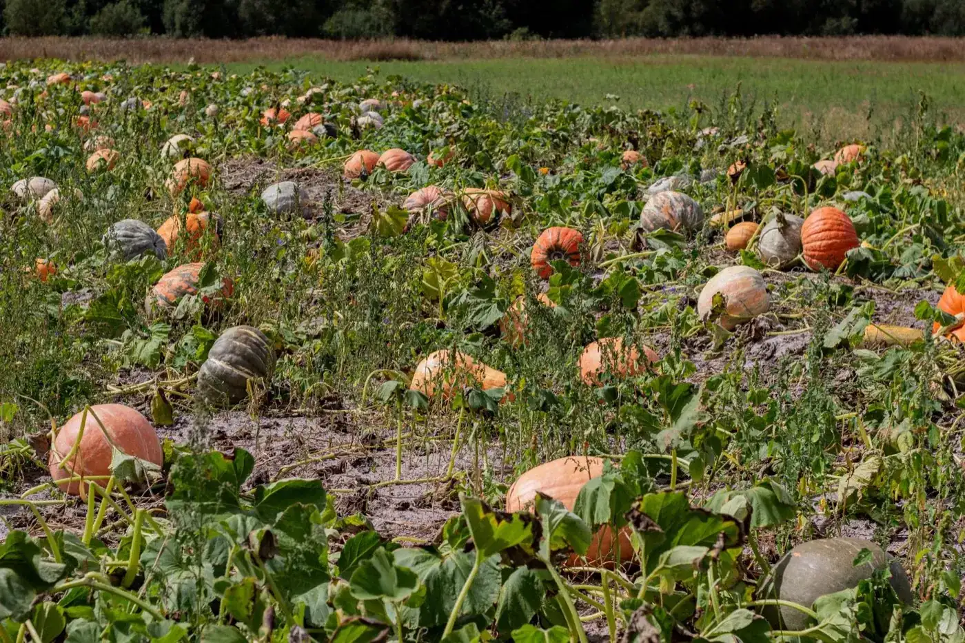 Saison citrouille: septembre à février