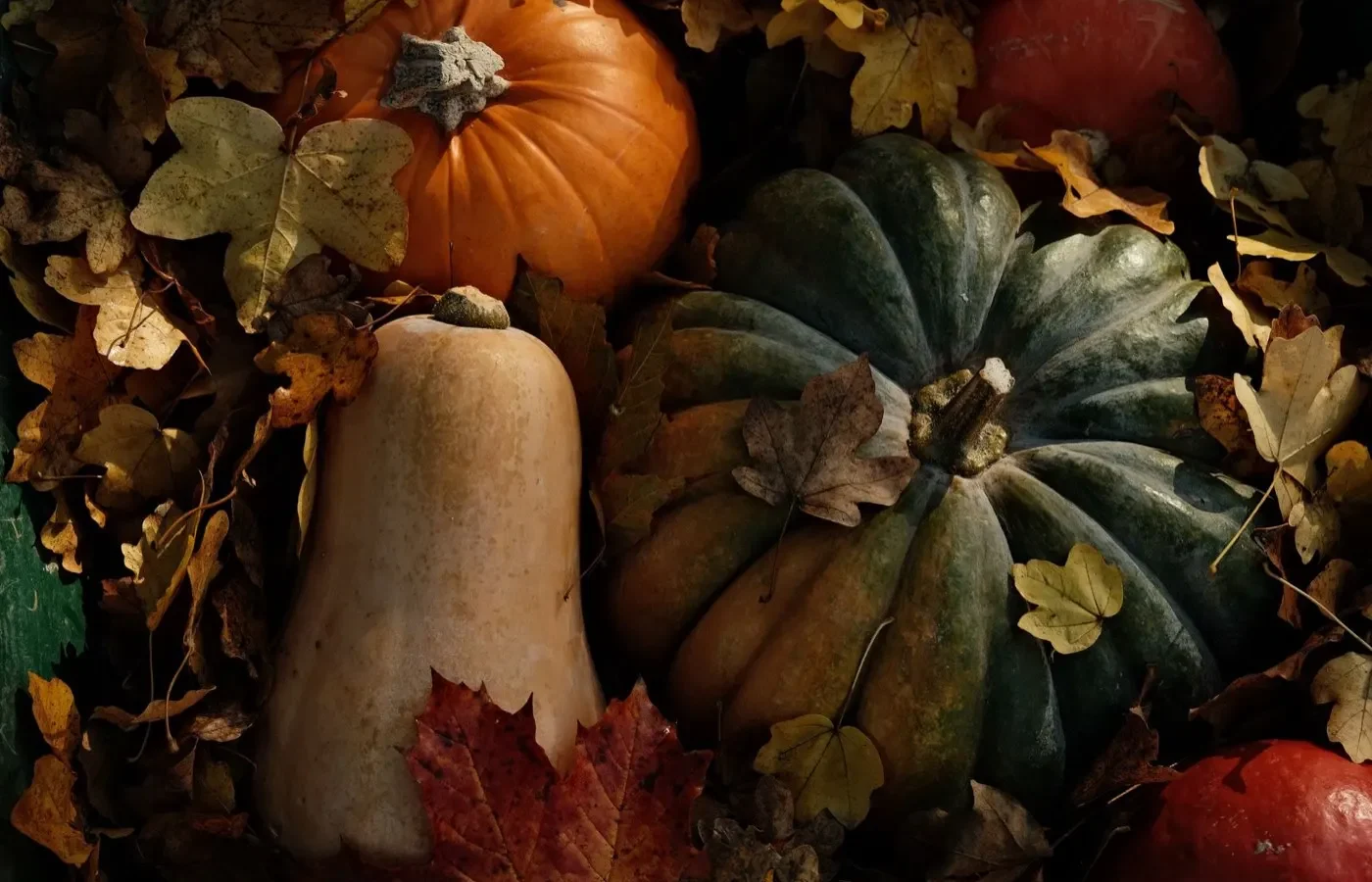 Courge butternut ⁠: saison et lieux d’achat en France