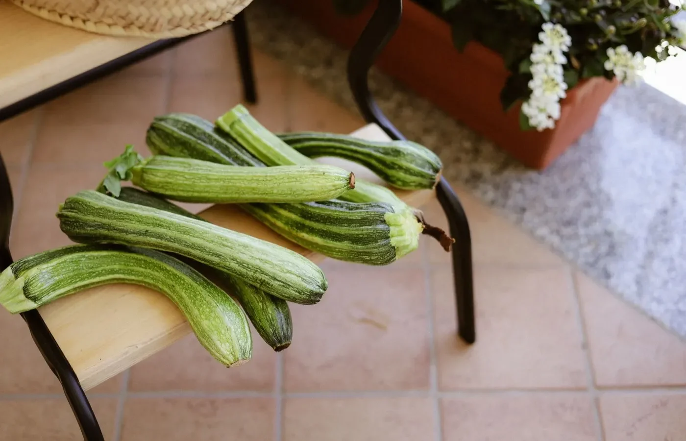 Courgettes de saison ⁠: calendrier de récolte en France