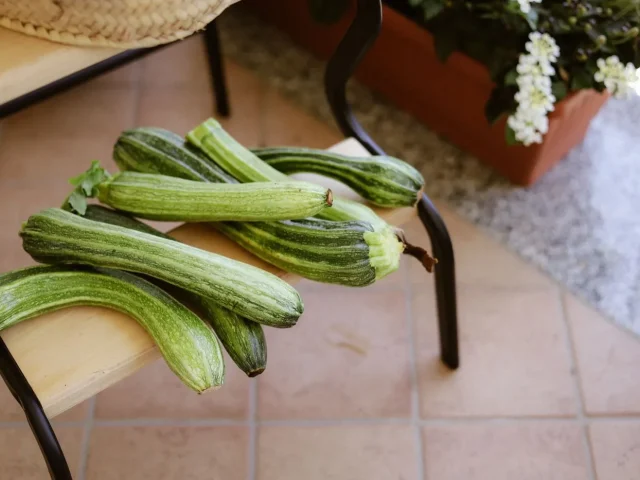 Courgettes de saison ⁠: calendrier de récolte en France