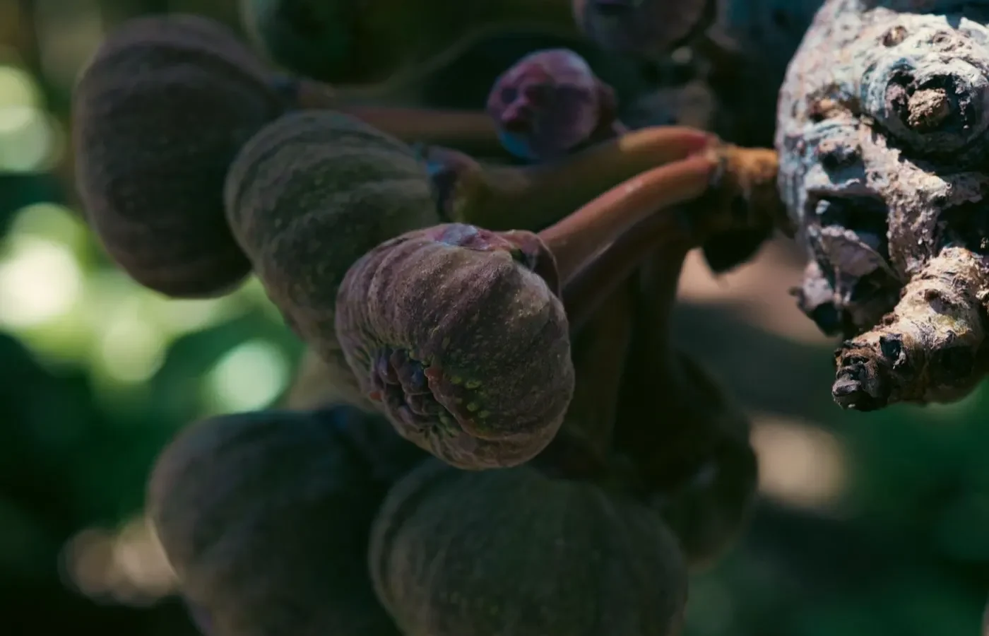 Saison des figues fraîches: juillet à octobre