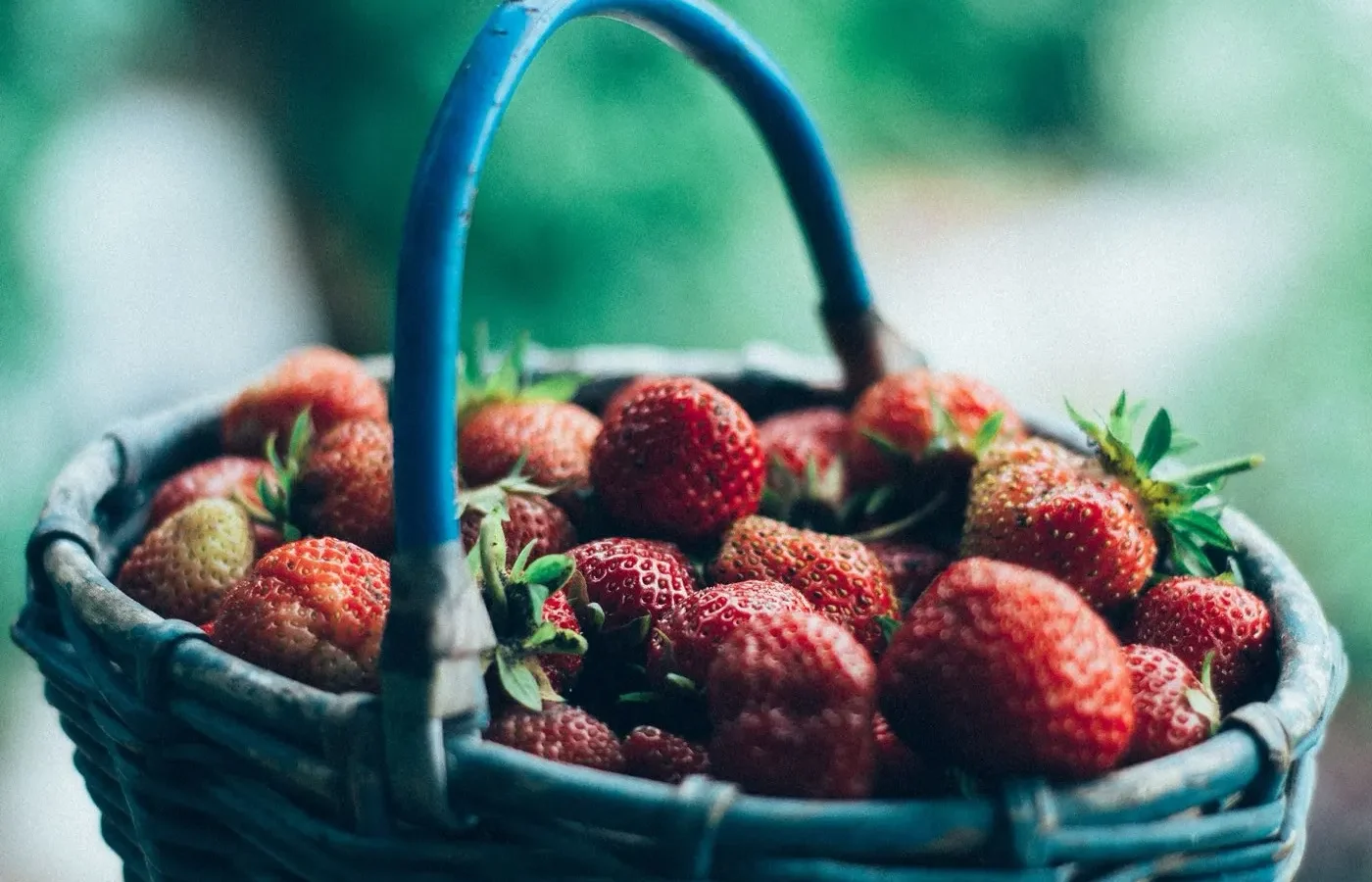 La saison des fraises locales en France: avril à juillet