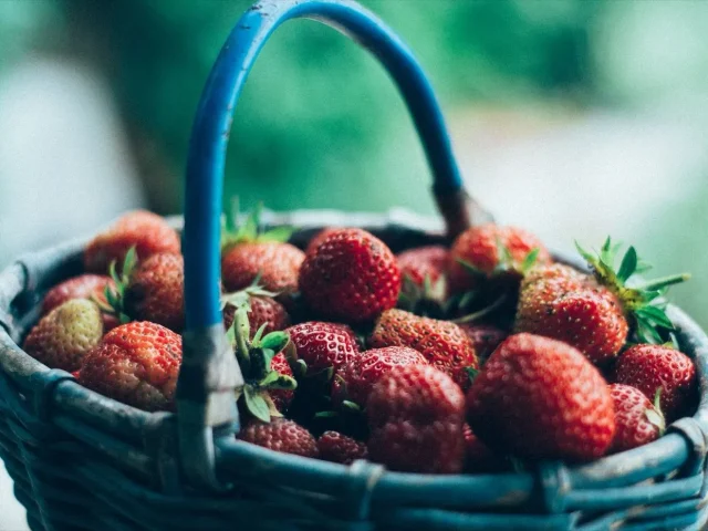 La saison des fraises locales en France: avril à juillet