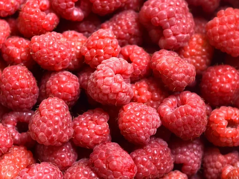 Saison des framboises en France ⁠: juin à septembre