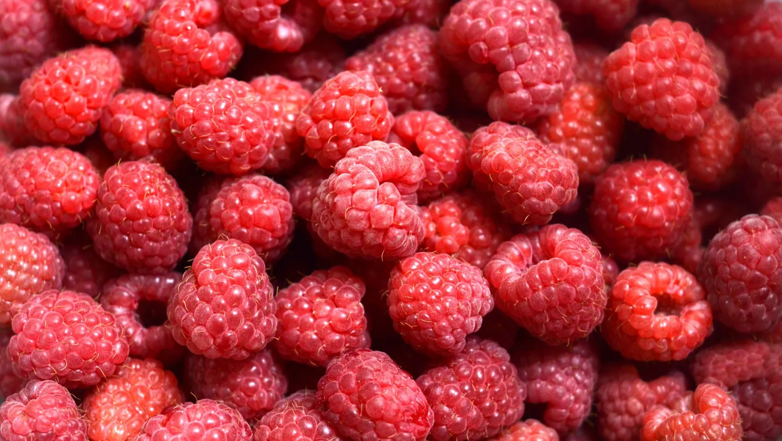 Saison des framboises en France ⁠: juin à septembre