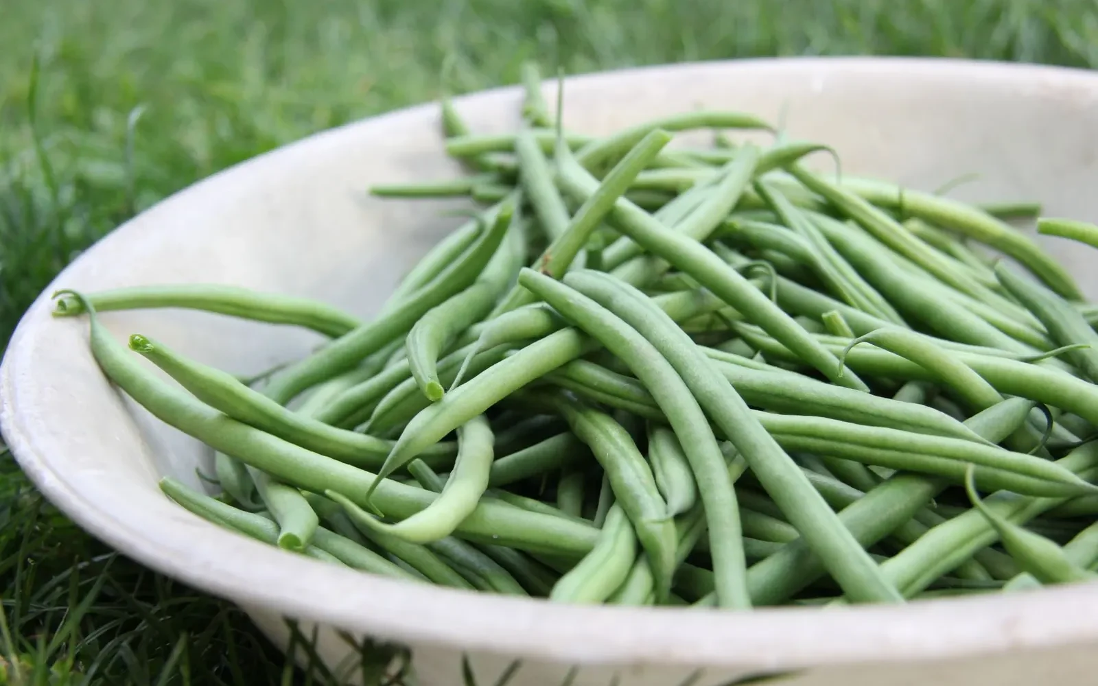Saison des haricots verts: quand les acheter frais en France