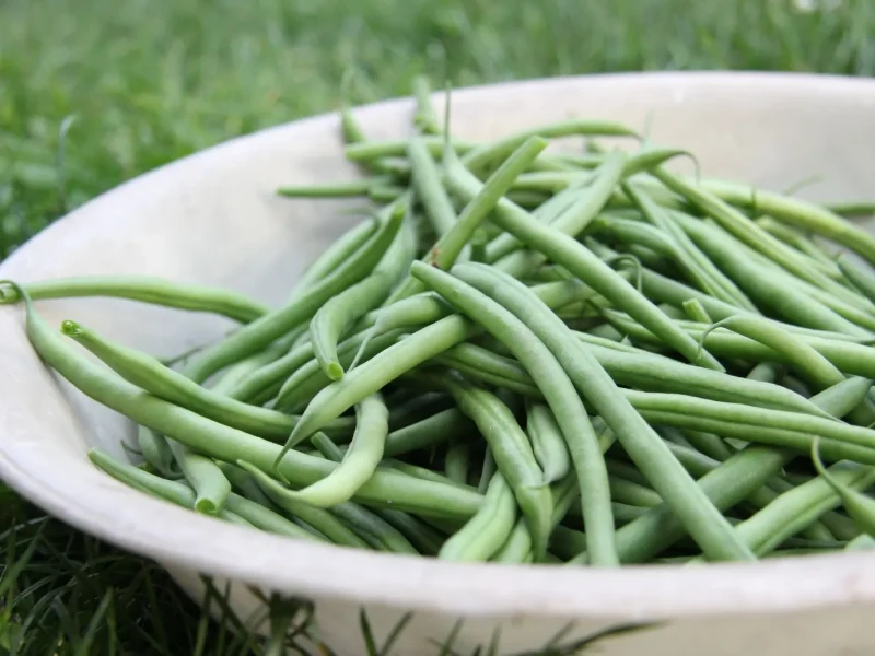 Saison des haricots verts: quand les acheter frais en France