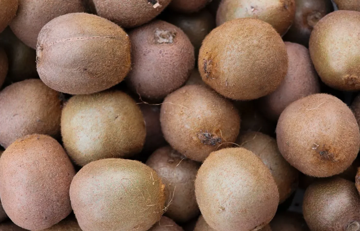 Saison du kiwi français ⁠: novembre à mai
