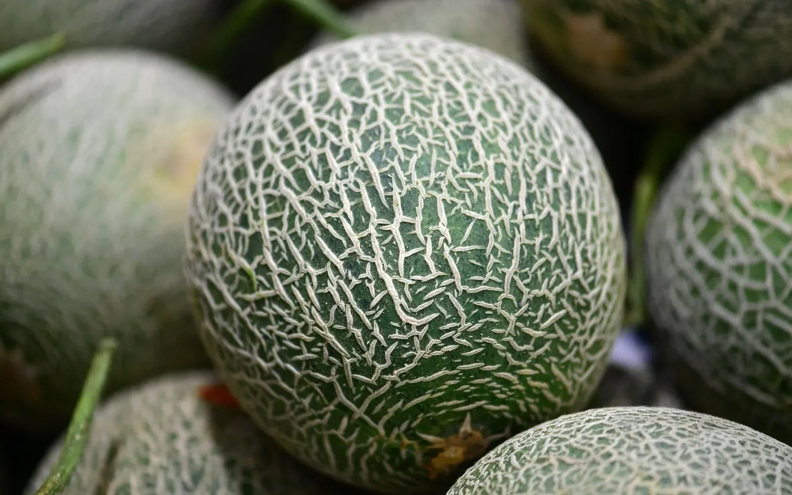 La saison du melon ⁠: juillet à septembre en France