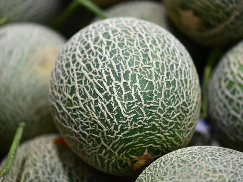 La saison du melon ⁠: juillet à septembre en France