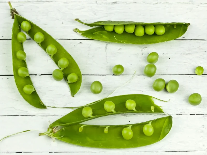 Saison des petits pois frais ⁠: mai à juillet