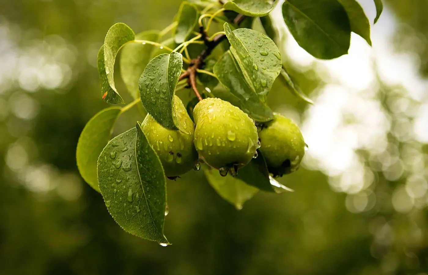 Saison des poires en France: pleine saison de septembre à octobre