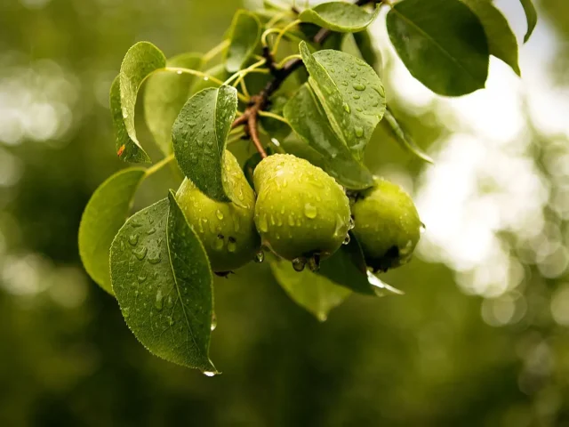 Saison des poires en France: pleine saison de septembre à octobre