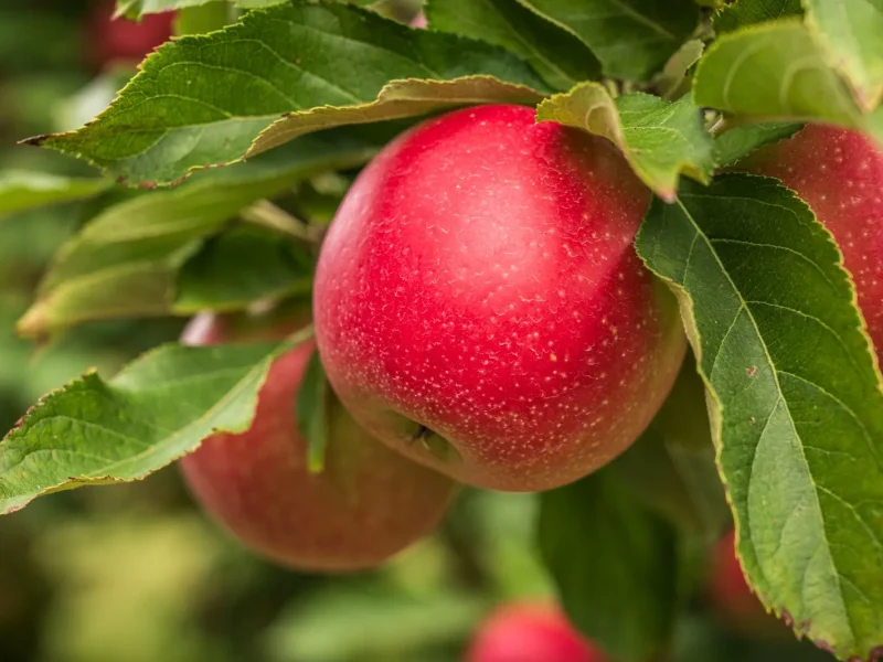 Saison des pommes ⁠: quand récolter et acheter