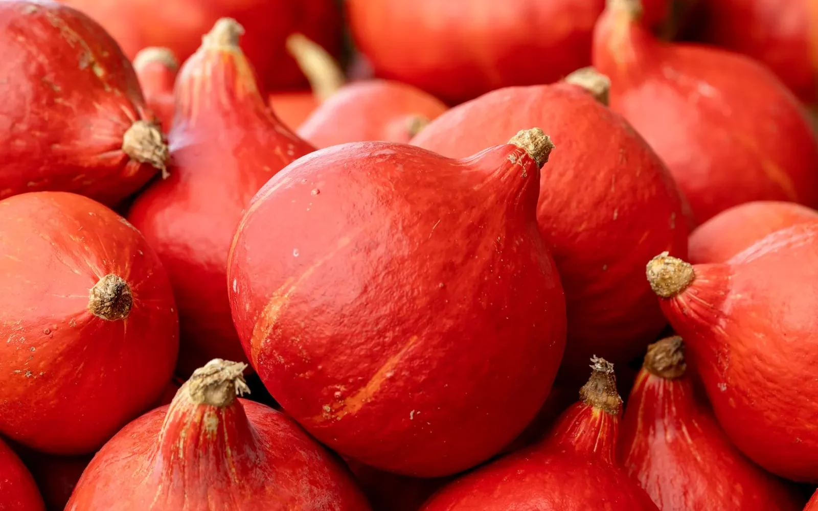 Potimarron ⁠: guide complet de la courge d’automne