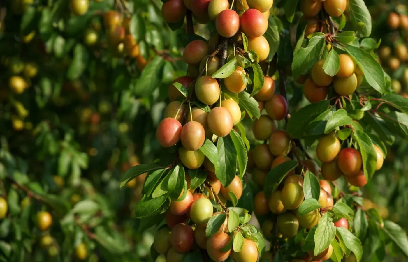 Saison des prunes ⁠: de juillet à octobre
