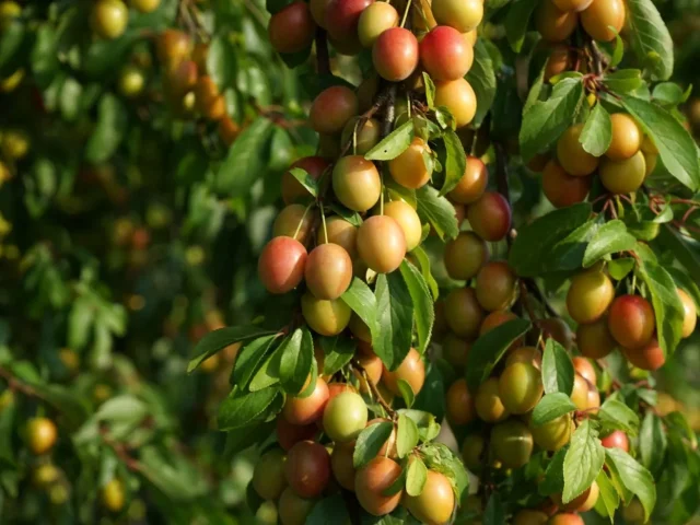 Saison des prunes ⁠: de juillet à octobre