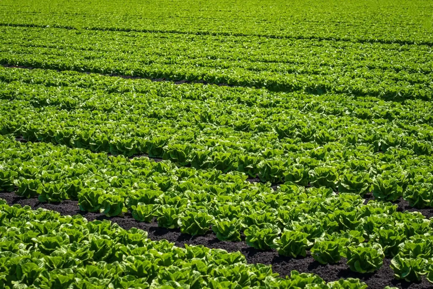 Saison de la salade laitue en France