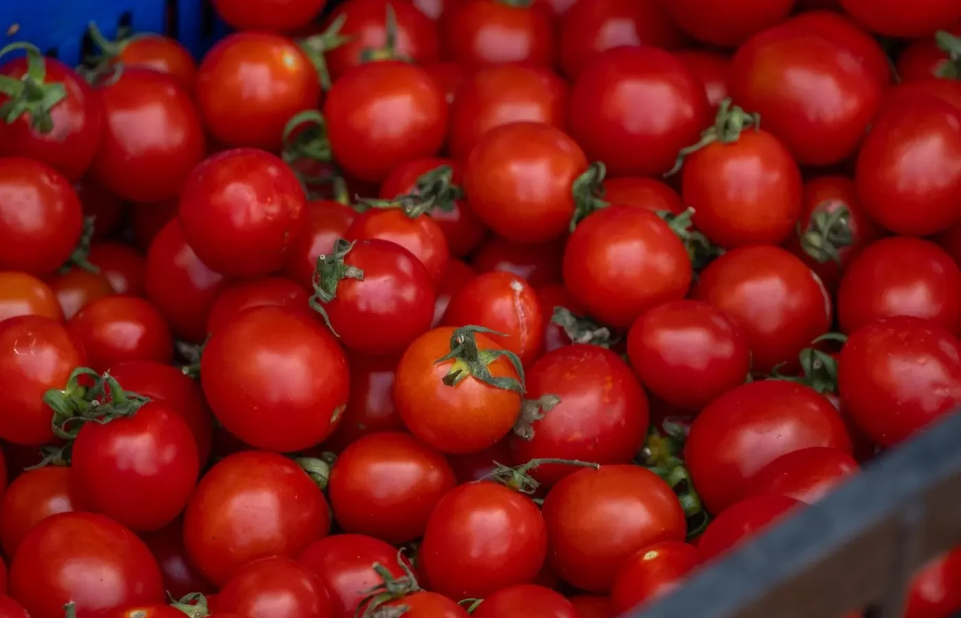 Saison des tomates en France ⁠: juin a octobre