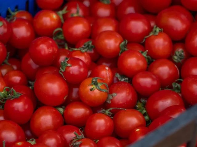 Saison des tomates en France ⁠: juin a octobre