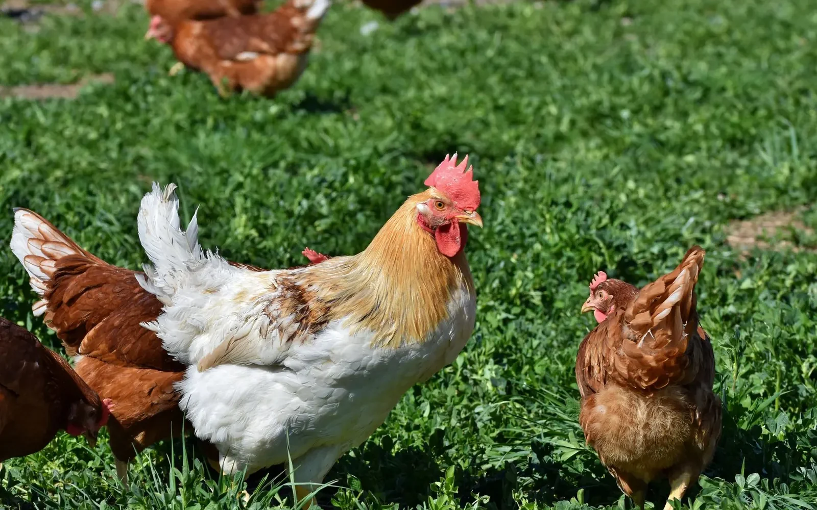Volaille fermière ⁠: labels et où l’acheter