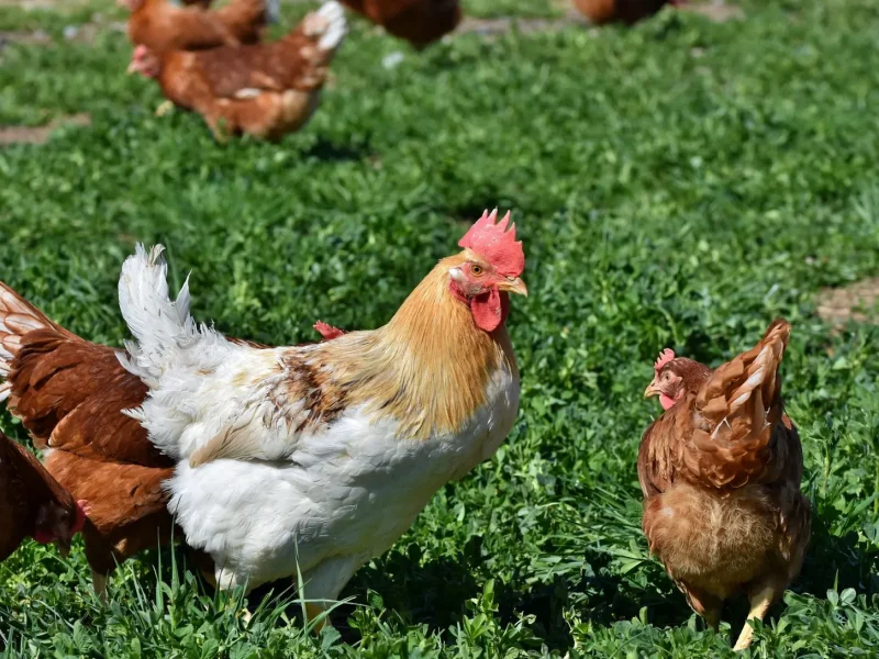 Volaille fermière ⁠: labels et où l’acheter